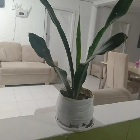 Pensión Shánty Cartagena
